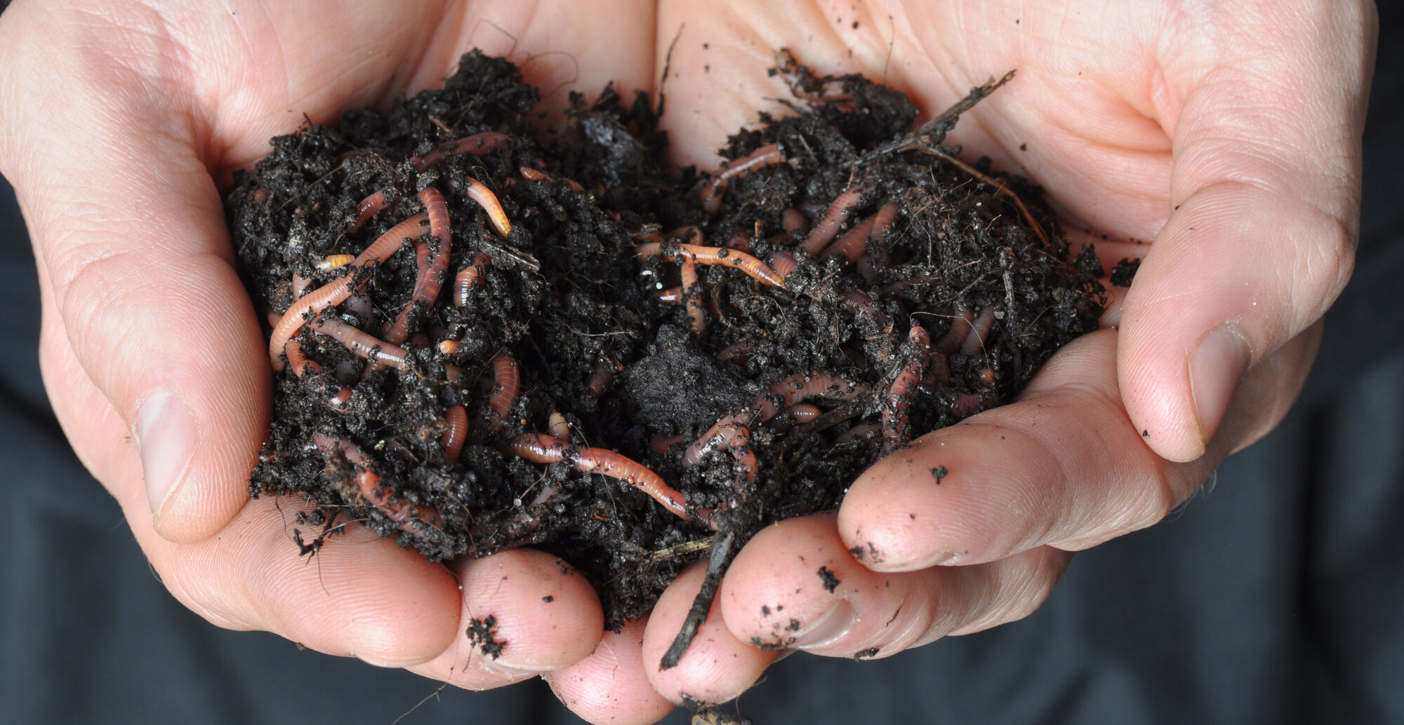 Wurm-Komposter: Frischer Humus für dein Zuhause.
